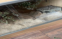 Corn Snake reptiles for sale: Male and female corn snakes - Image 8