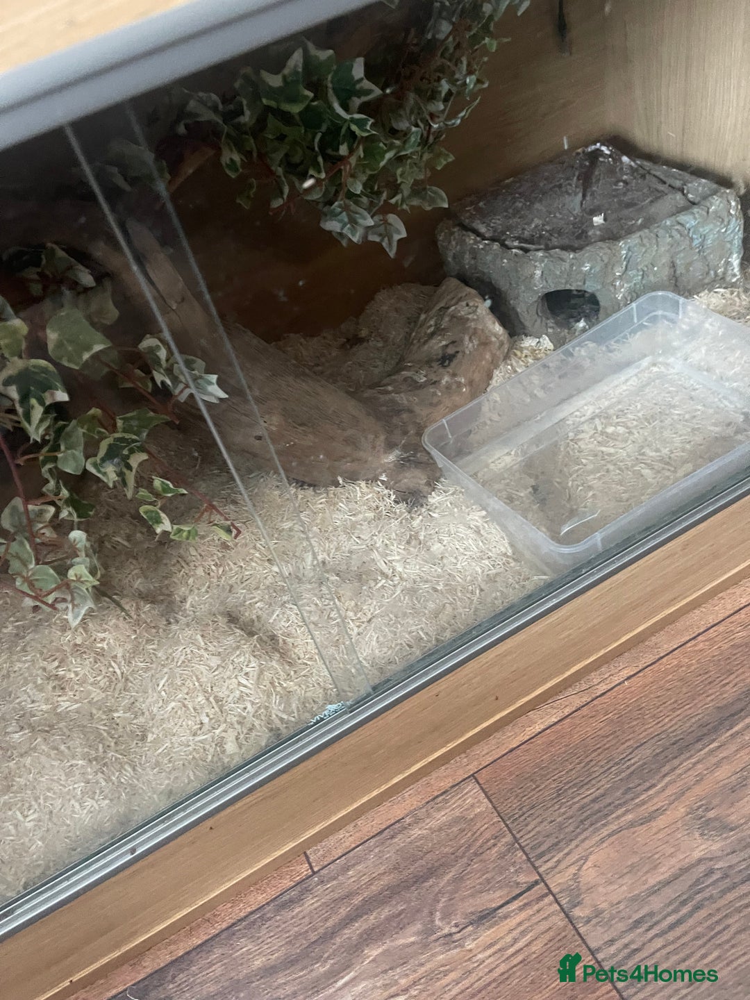 Corn Snake reptiles for sale: Male and female corn snakes - Image 8