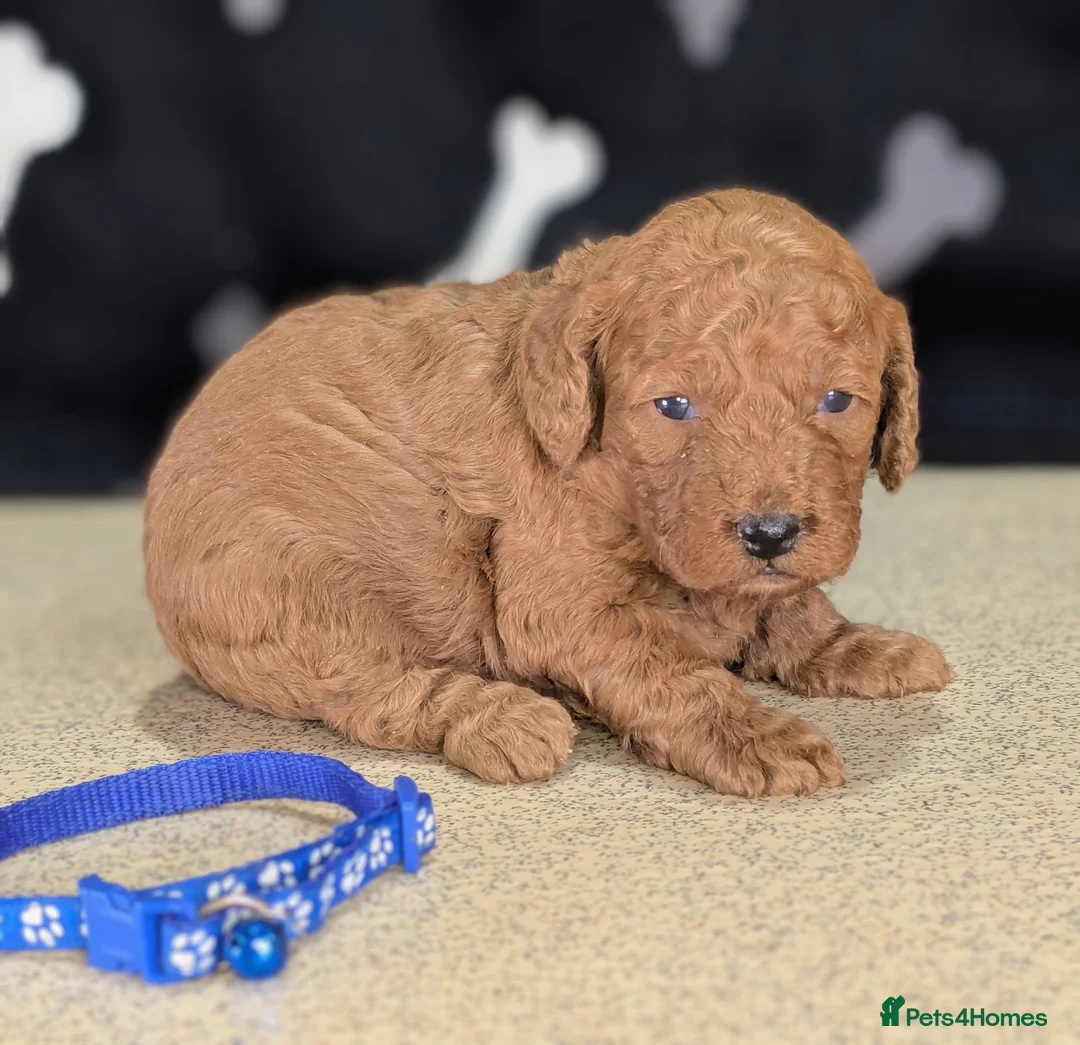 Cockapoo dogs for sale: 🐾 Stunning F1b Cockapoo Puppies. - Advert 4