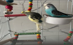 Budgerigars birds for sale: Budgies  - Image 2