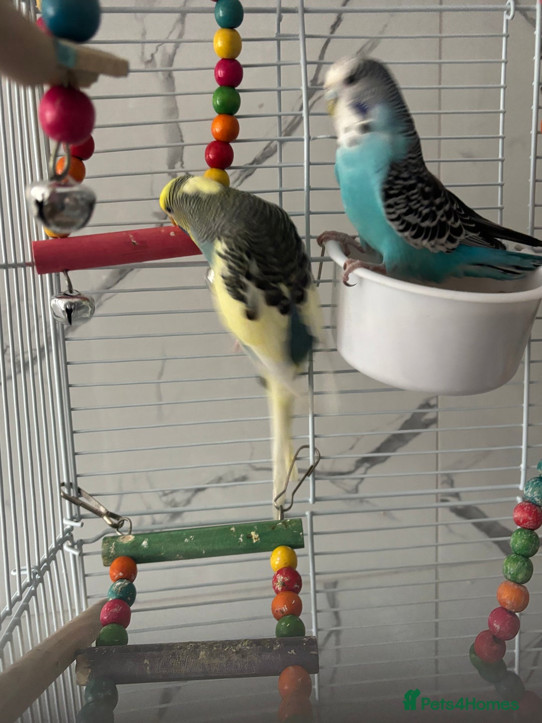 Budgerigars birds for sale: Budgies  - Image 2