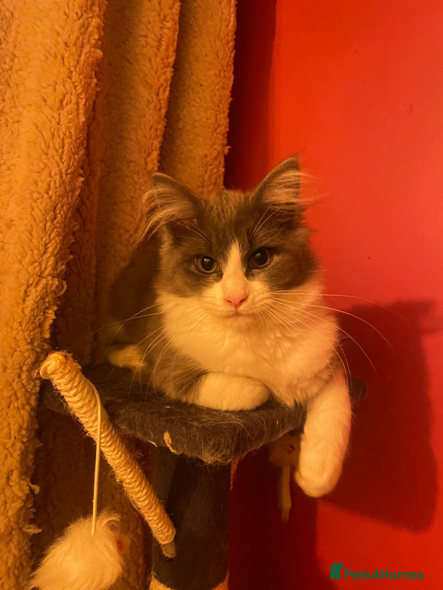 Maine Coon cats 💛ONLY ONE FEMALE Mainecoon/Ragdoll💛 - Advert 13