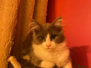 Maine Coon cats 💛ONLY ONE FEMALE Mainecoon/Ragdoll💛 - Advert 13