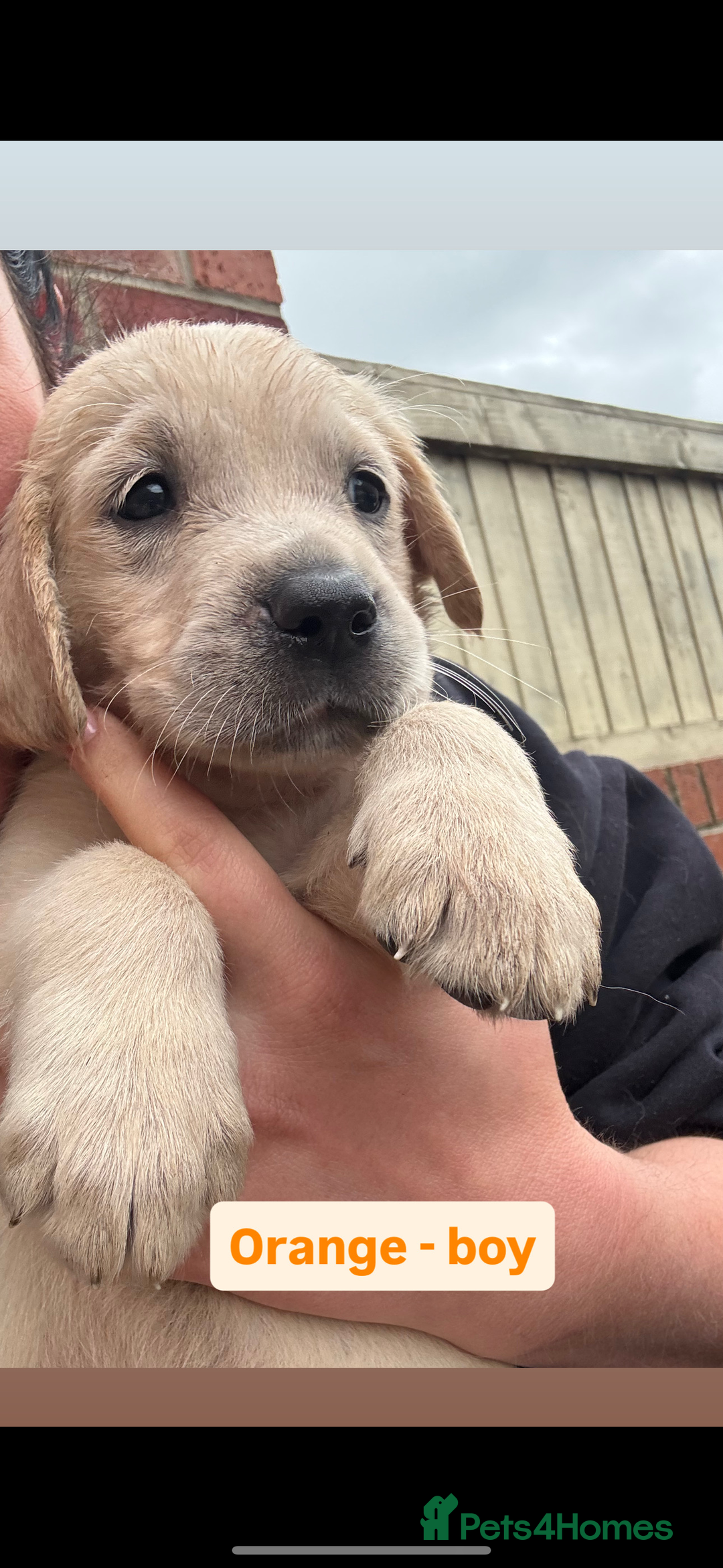 Golden Retriever dogs for sale: Golden retriever X Goldador puppies - Image 13