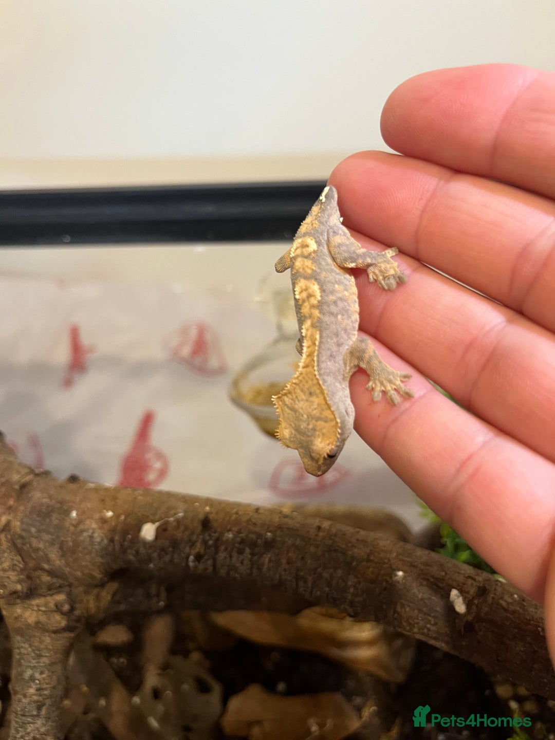 Gecko reptiles for sale: Crested gecko babies for sale  - Advert 13