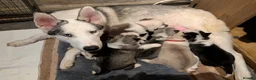 Siberian Husky dogs for sale: 6 Gorgeous Siberian Huskies - Advert 2