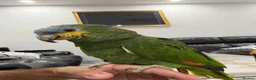 Parrots birds for sale: Orange-Winged Amazon Parrot - Advert 6