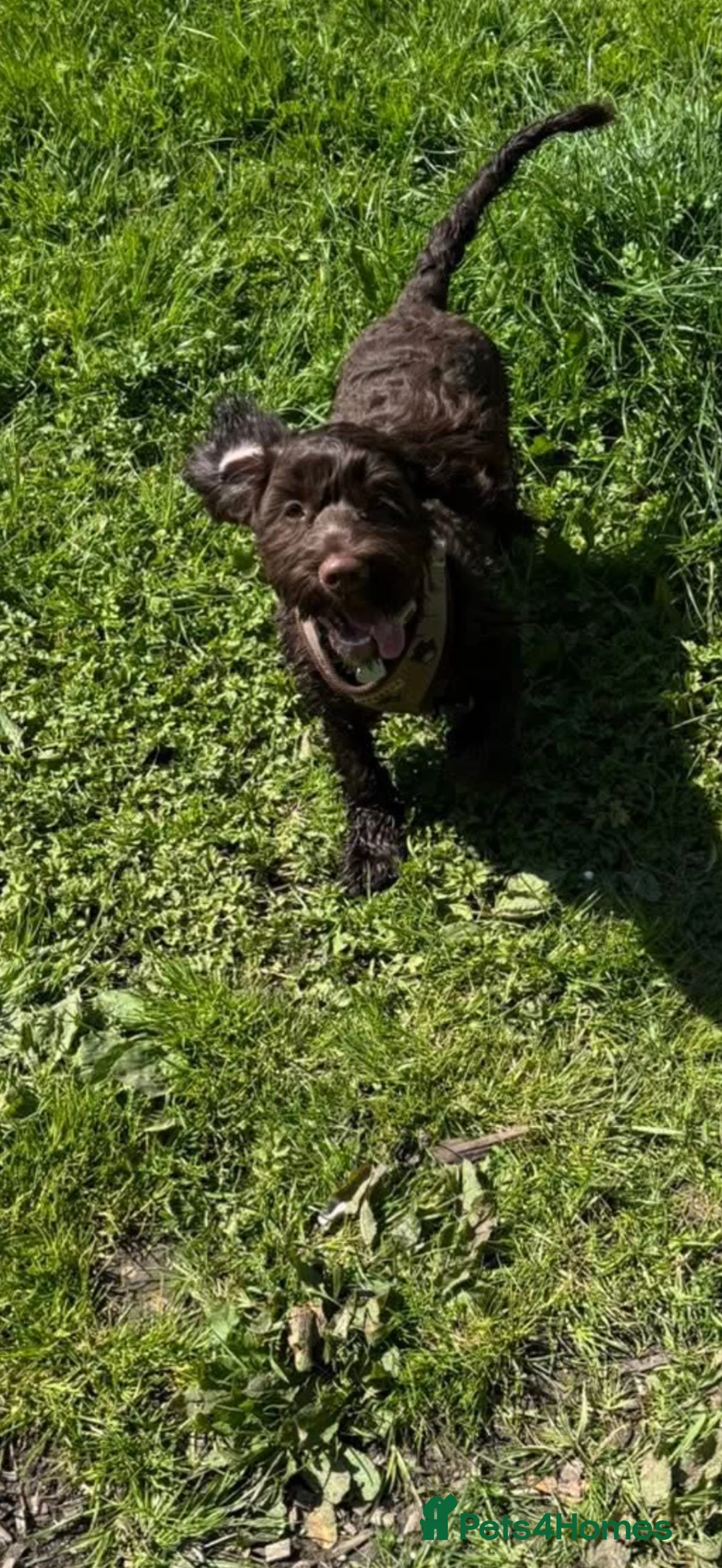 Cockapoo dogs for sale: Lottie cockerpoo  in Malmesbury - Advert 3