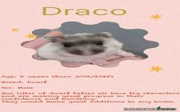 Hamster rodents for sale: Hamsters for adoption  - Image 14
