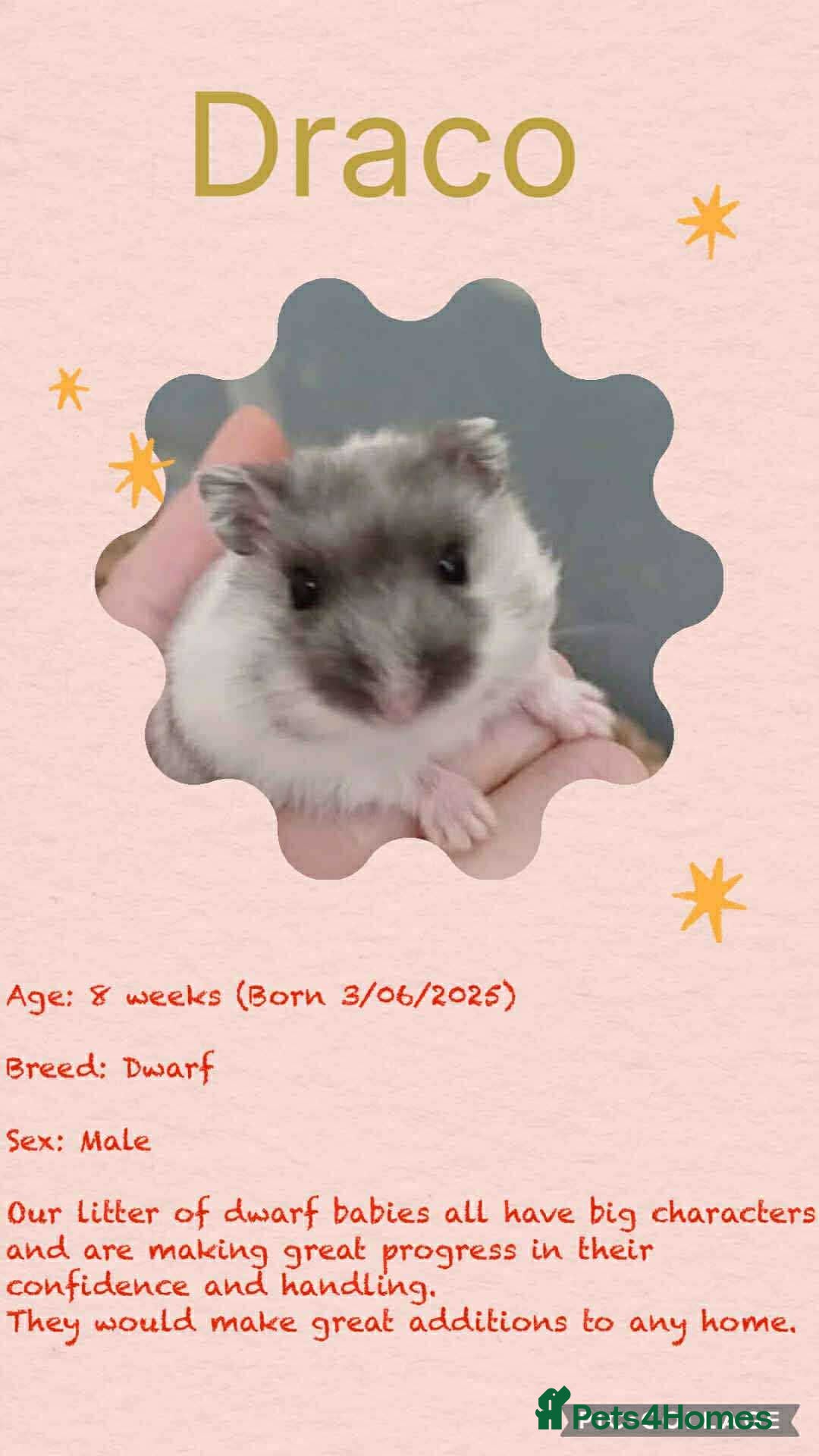 Hamster rodents for sale: Hamsters for adoption  - Image 14