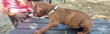 Rhodesian Ridgeback 1