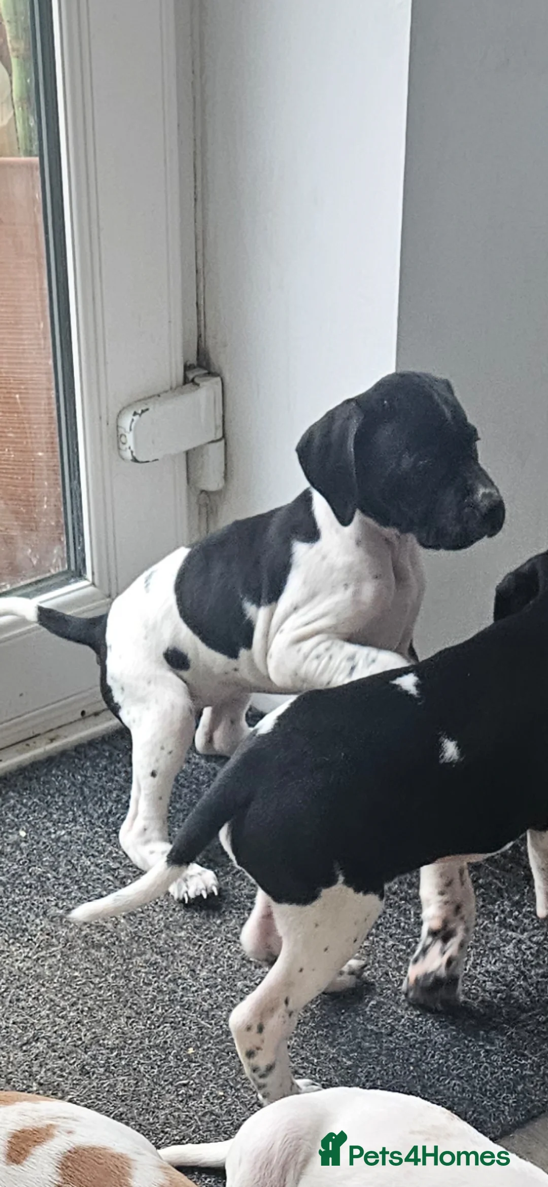 Pointer dogs for sale: English pointers - Advert 5