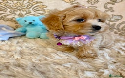 Maltipoo dogs for sale: ADORABLE F1 MALTIPOO PUPPIES DNA TESTED  - Image 10