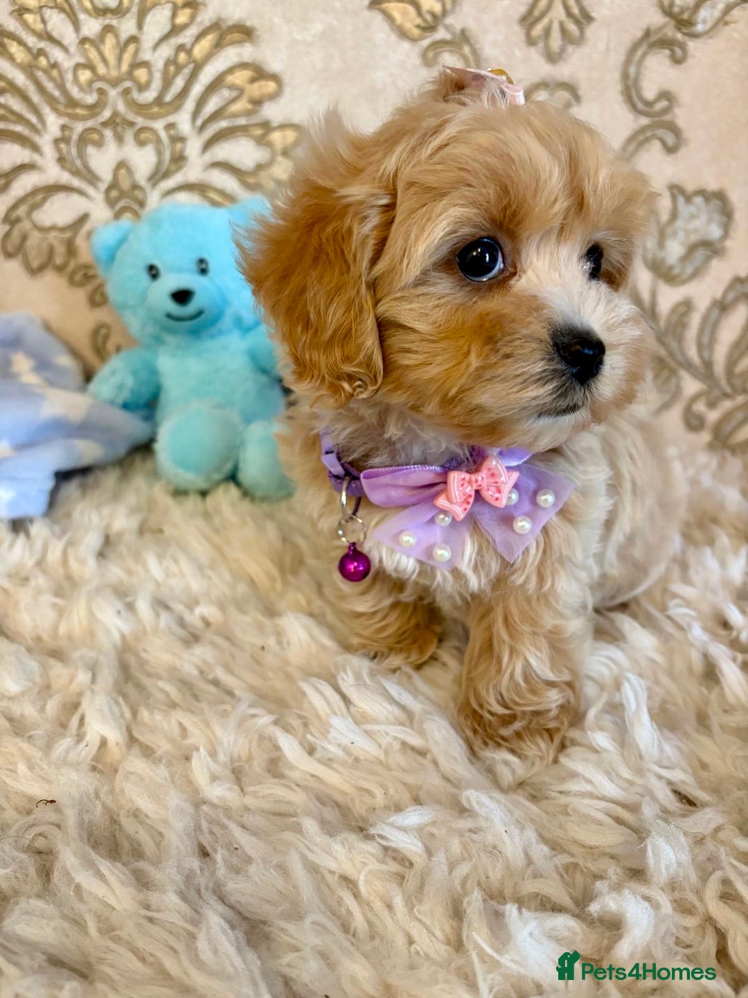 Maltipoo dogs for sale: ADORABLE F1 MALTIPOO PUPPIES DNA TESTED  - Image 10