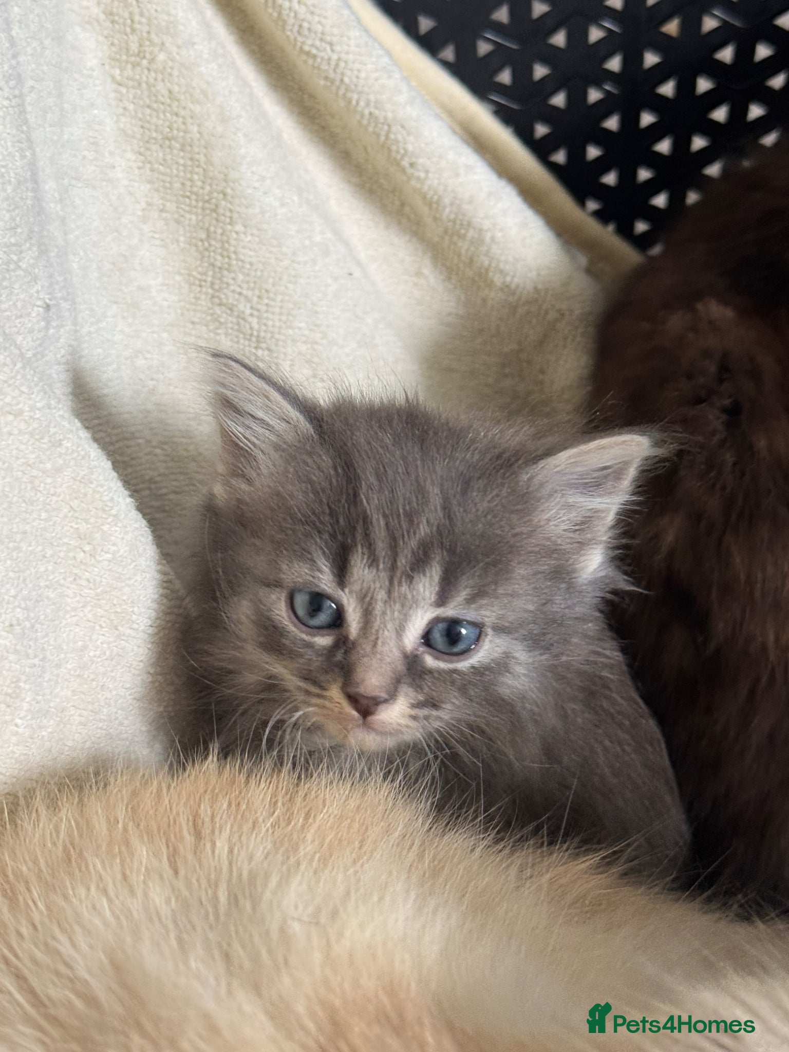 Mixed Breed cats 4 beautiful part ragdoll kittens  - Advert 16