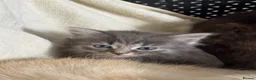 Mixed Breed cats for sale: 4 beautiful part ragdoll kittens  - Advert 3