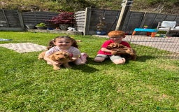 Cockapoo dogs for sale: F1 Cockapoo Puppies DNA hereditary clear - Image 6