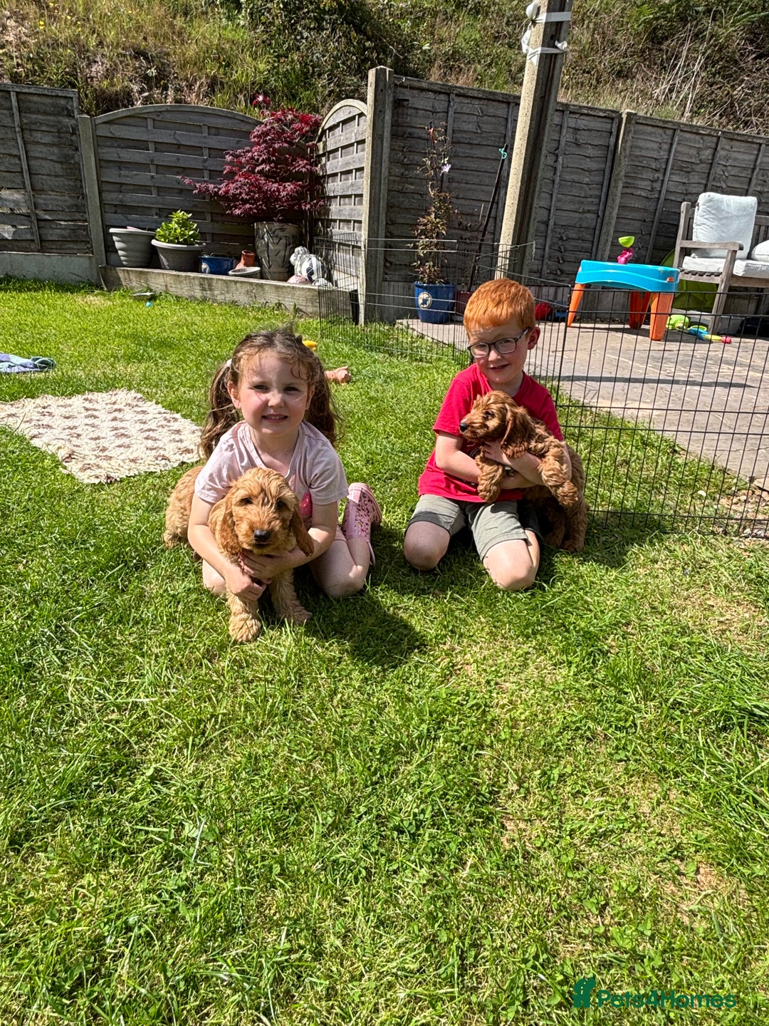 Cockapoo dogs for sale: F1 Cockapoo Puppies DNA hereditary clear - Image 6