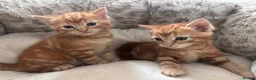 Ragdoll cats for sale: 3 cute and playful kitties  in Banbury - Advert 3