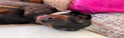 Dachshund dogs for sale: Beautiful Lady Daschund  - Advert 3