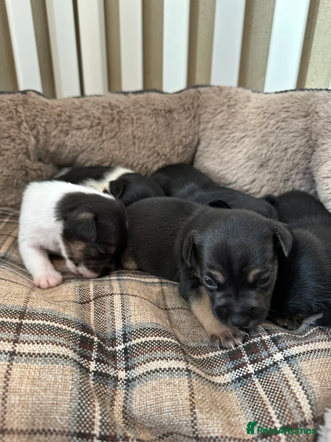 Mixed Breed dogs for sale: Norfolk terrier x Jack Russell puppies  - Advert 3