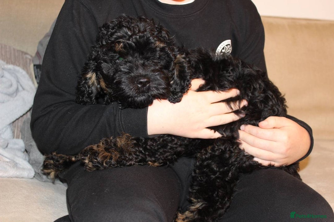 Cockapoo dogs for sale: Gorgeous 3-Month-Old F1 American Cockapoo Girl - Advert 9