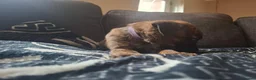 Mixed Breed dogs for sale: 1 Girl Left - Advert 3