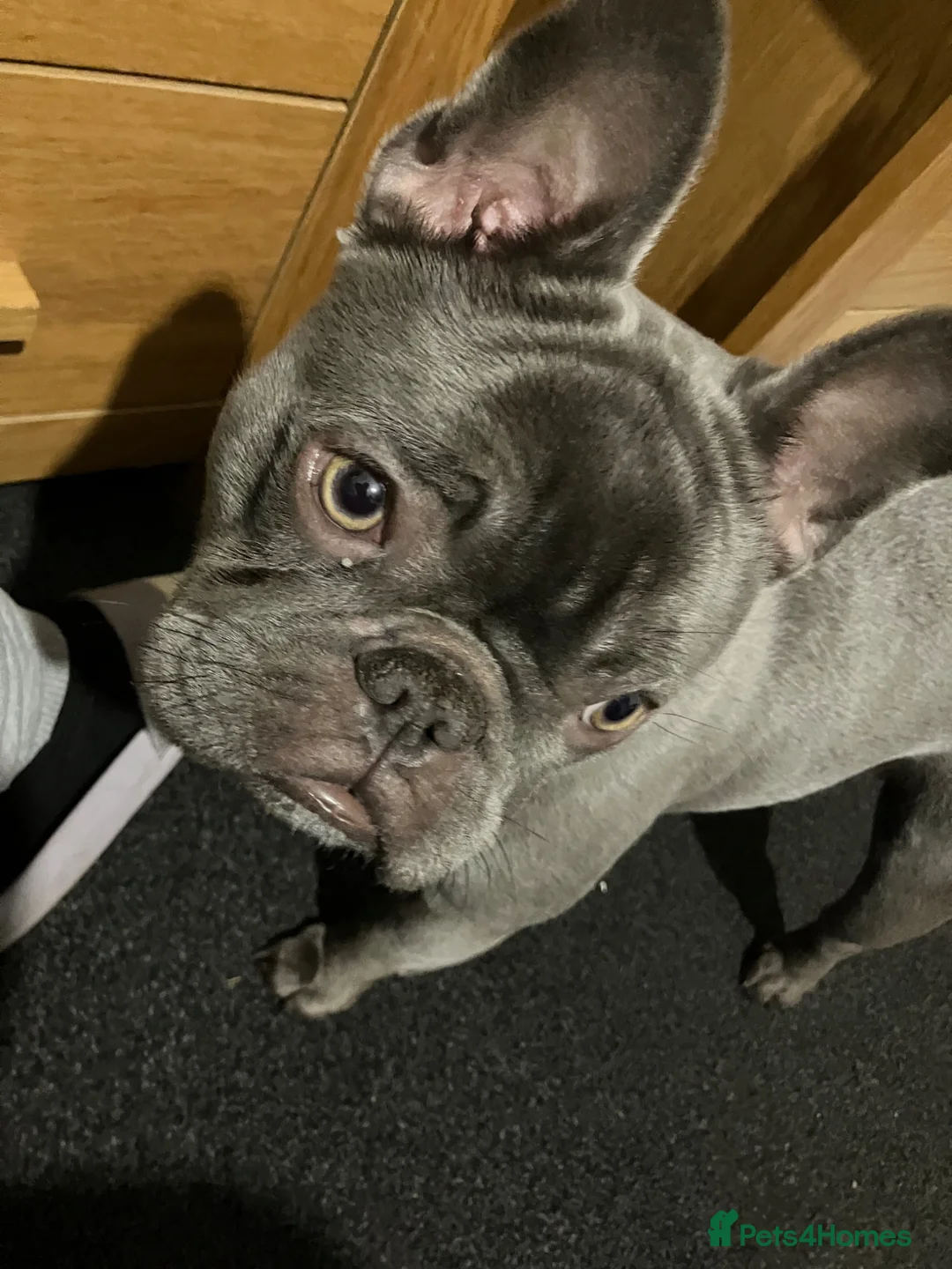 French Bulldog dogs for sale: French Bulldog 2 years in August  in Telford - Advert 2