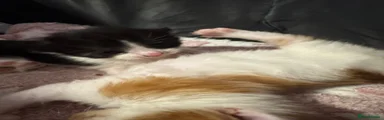 Domestic Shorthair 2
