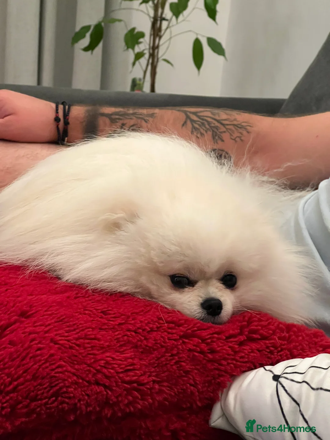 Pomeranian dogs for sale: Pomeranian  - Advert 7