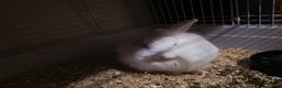 Lionhead rabbits for sale: Lionhead forsale - Advert 3