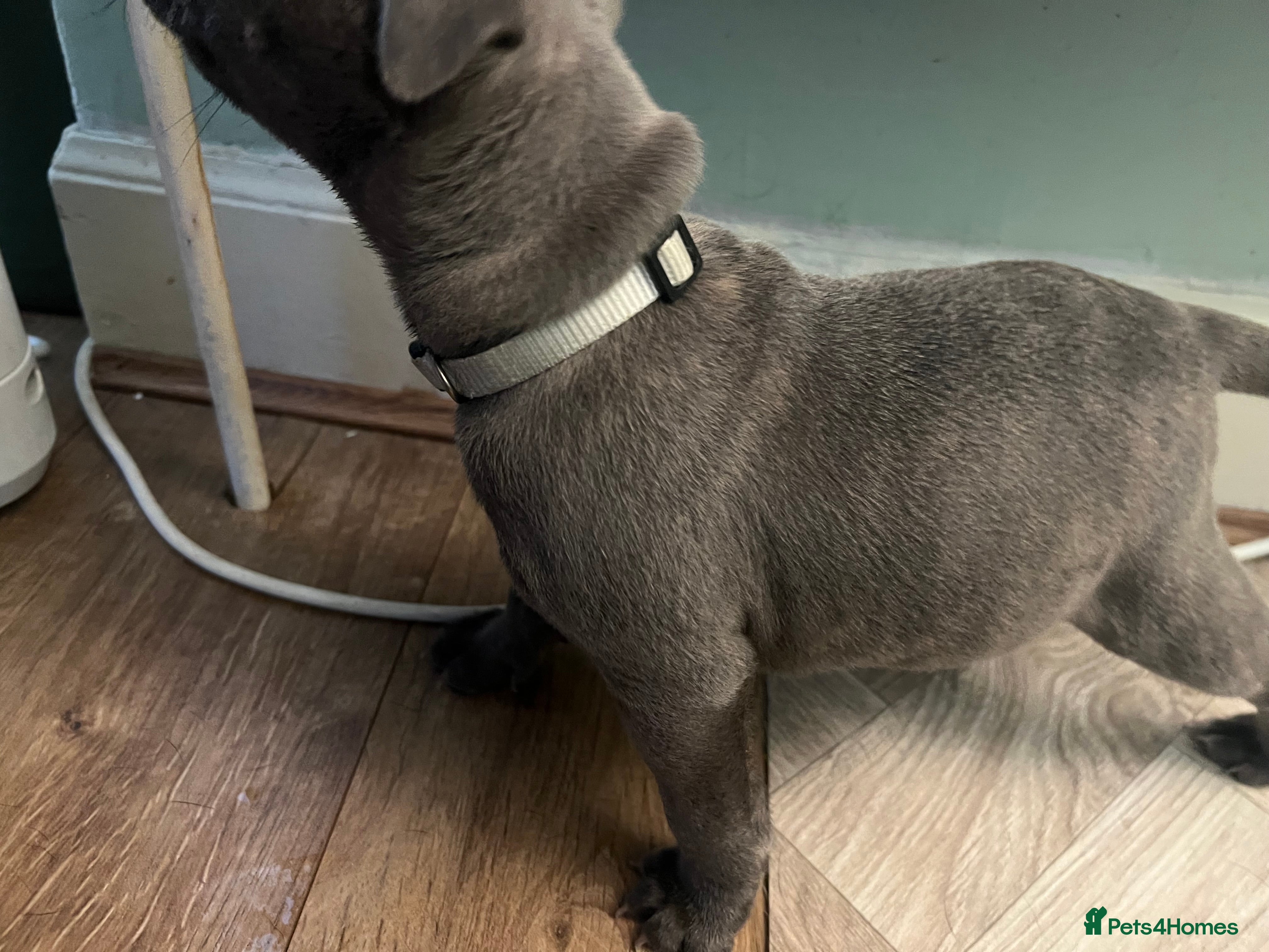 Staffordshire Bull Terrier dogs K. C registered blue Staffordshire puppies - Advert 2