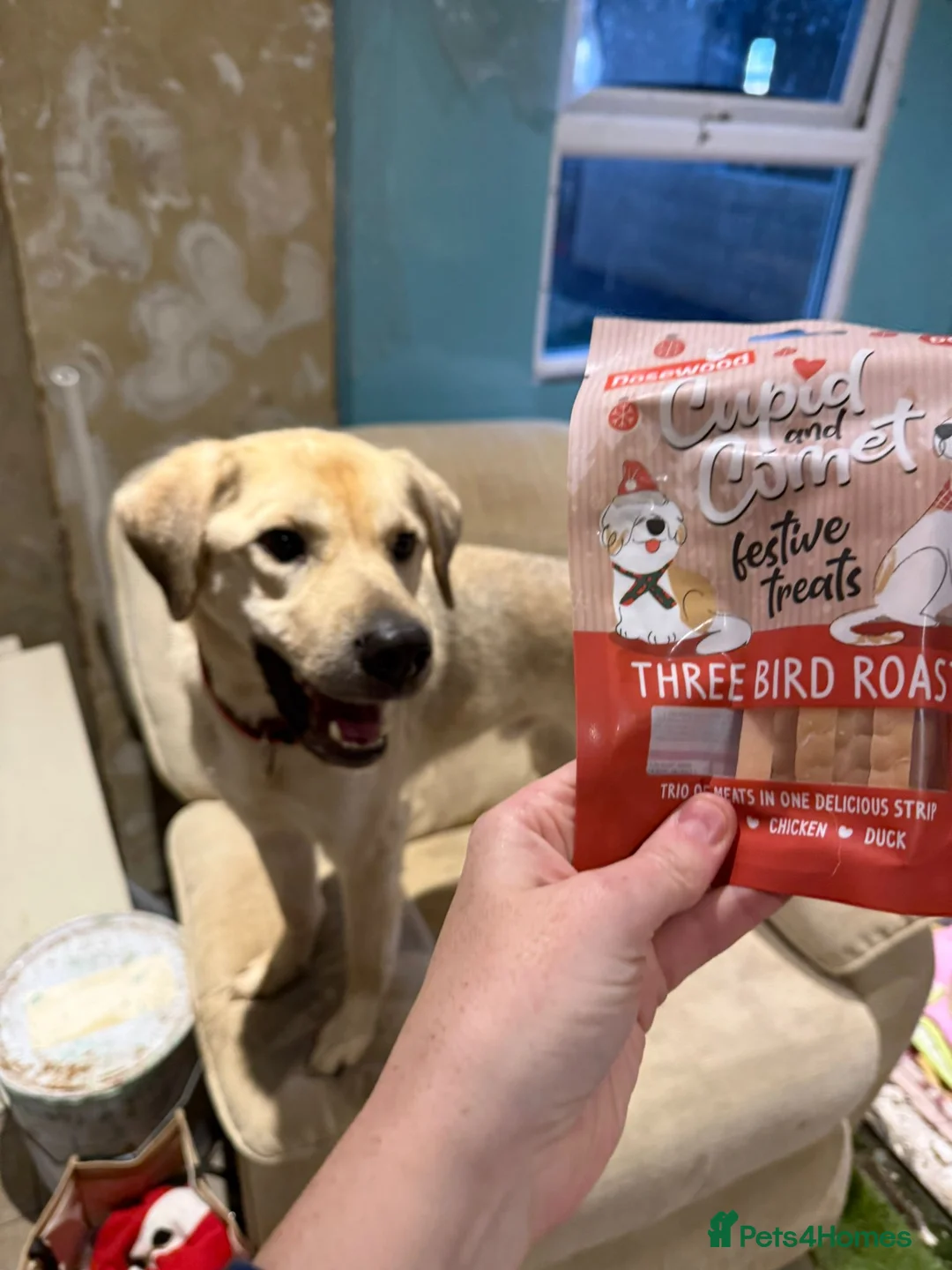 Mixed Breed dogs for adoption: 💙RUFUS💙- Young, Misunderstood, Fading In Kennels - Advert 16