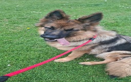 German Shepherd dogs for sale: German sheppard bitch  in Ilminster - Image 1