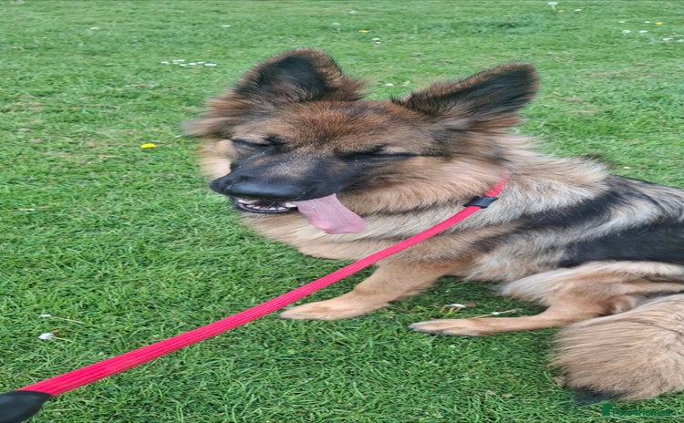 German Shepherd dogs in Ilminster - Advert 17