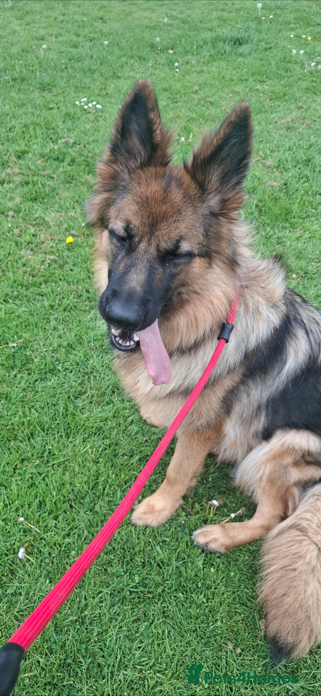 German Shepherd dogs for sale: German sheppard bitch  in Ilminster - Image 1