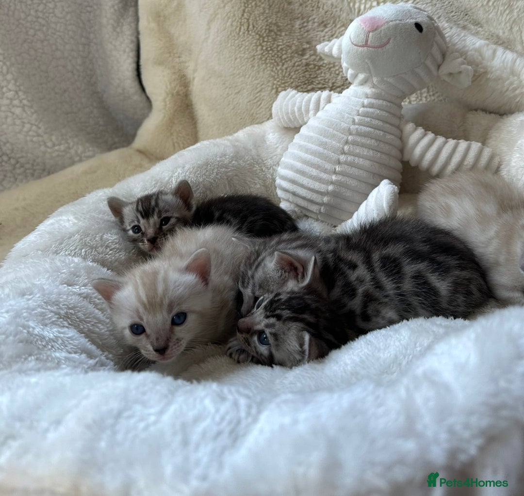 Bengal cats for sale: 💎💎💎 Luxury Bengal Kittens Available  - Image 16