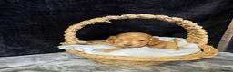 Cocker Spaniel dogs for sale: Beautiful kc reg show cockers  - Advert 15