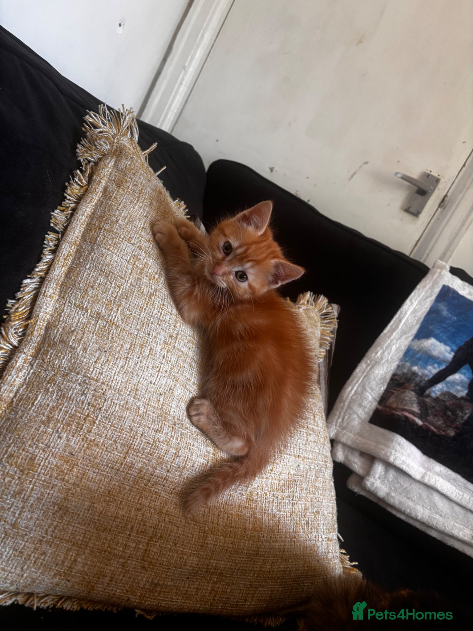 Mixed Breed cats for sale: Mixed breeed - Advert 5