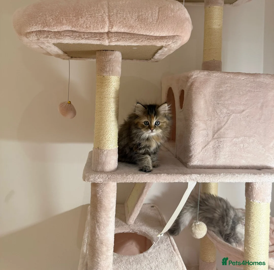 Persian cats for sale: Fluffy Persian Kittens✨ - Advert 8