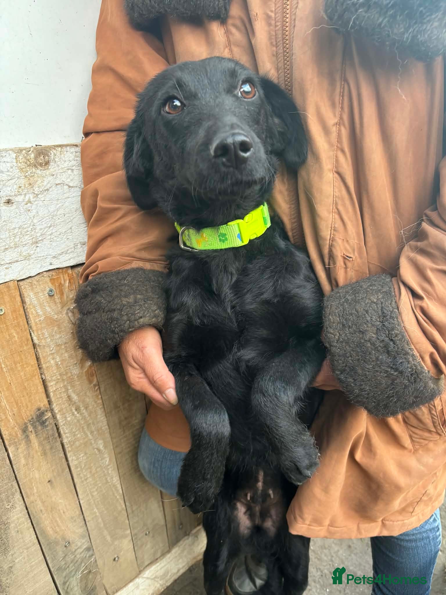 Mixed Breed dogs LUCY! - Advert 16