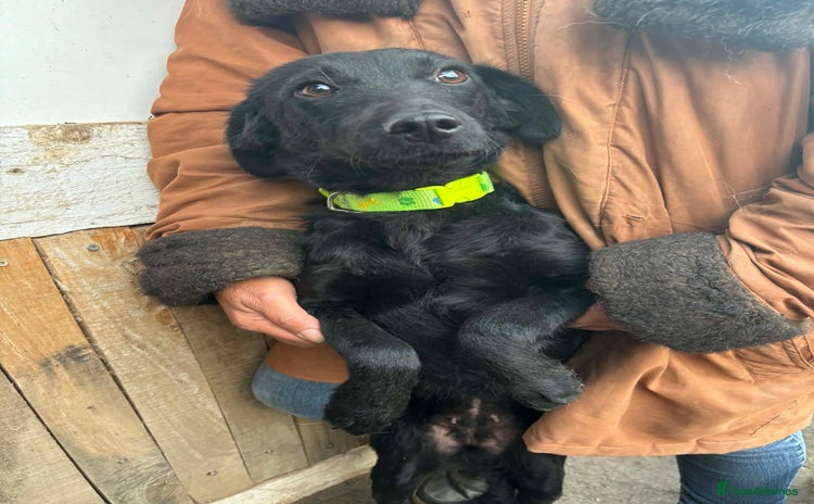 Mixed Breed dogs LUCY! - Advert 1