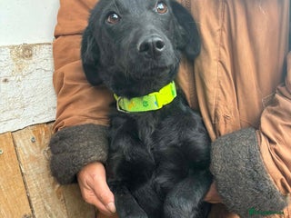 Mixed Breed dogs LUCY! - Advert 4