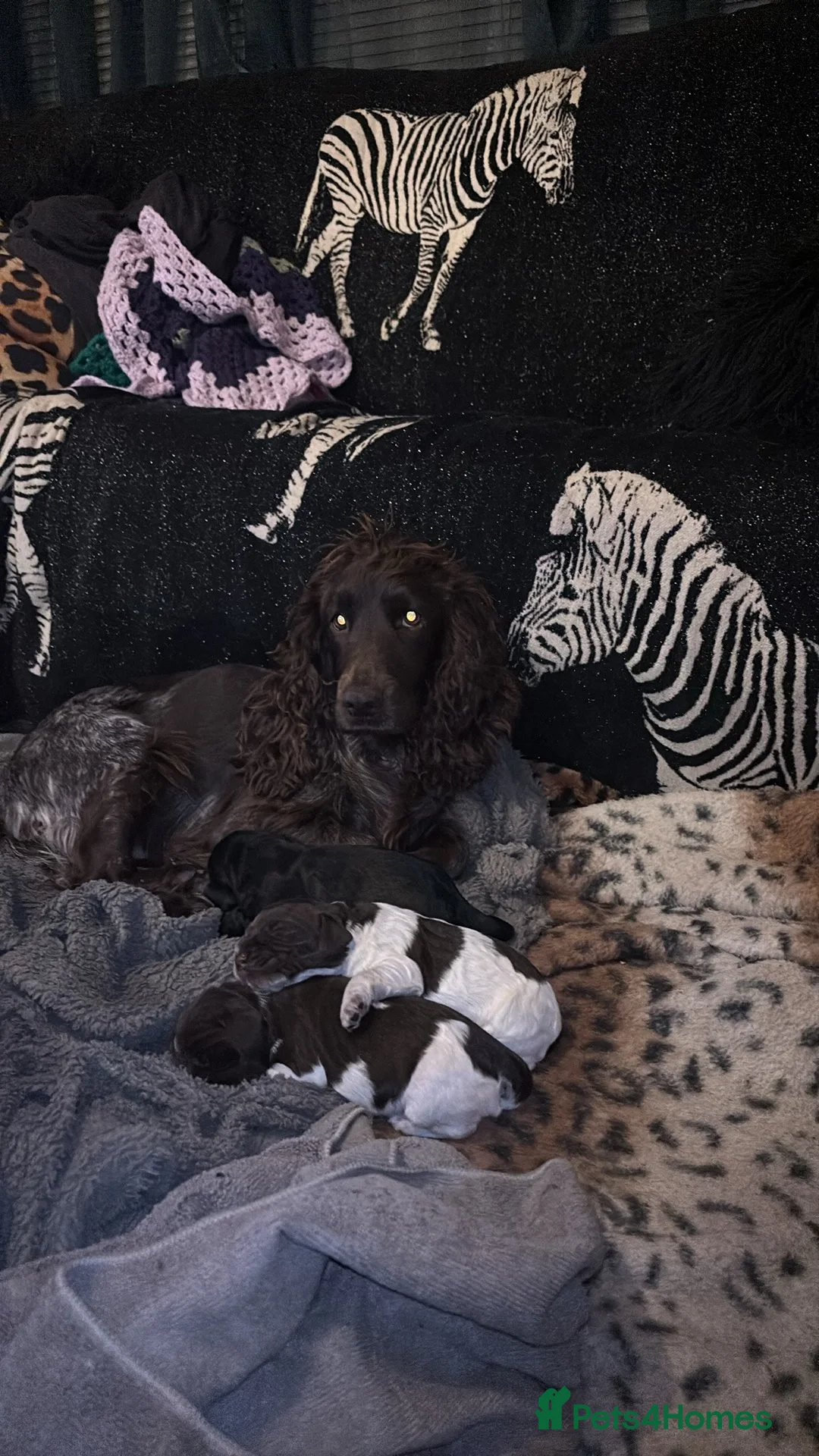 Cocker Spaniel dogs for sale: Cocker spaniel puppies show cocker x working cocke - Advert 8