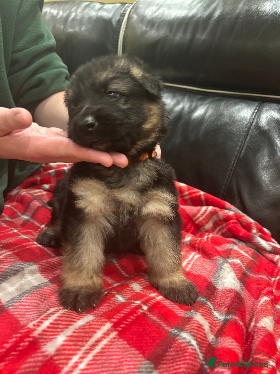German Shepherd dogs for sale: Be my  **   - Advert 14
