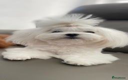 Maltese dogs for sale: Tiny Maltese Girl – Kennel Club Reg. - Image 9