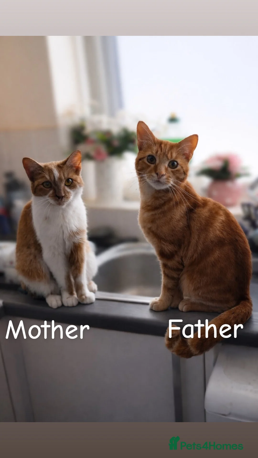 Mixed Breed cats for sale: 1 female kitten  in Newcastle upon Tyne - Advert 2