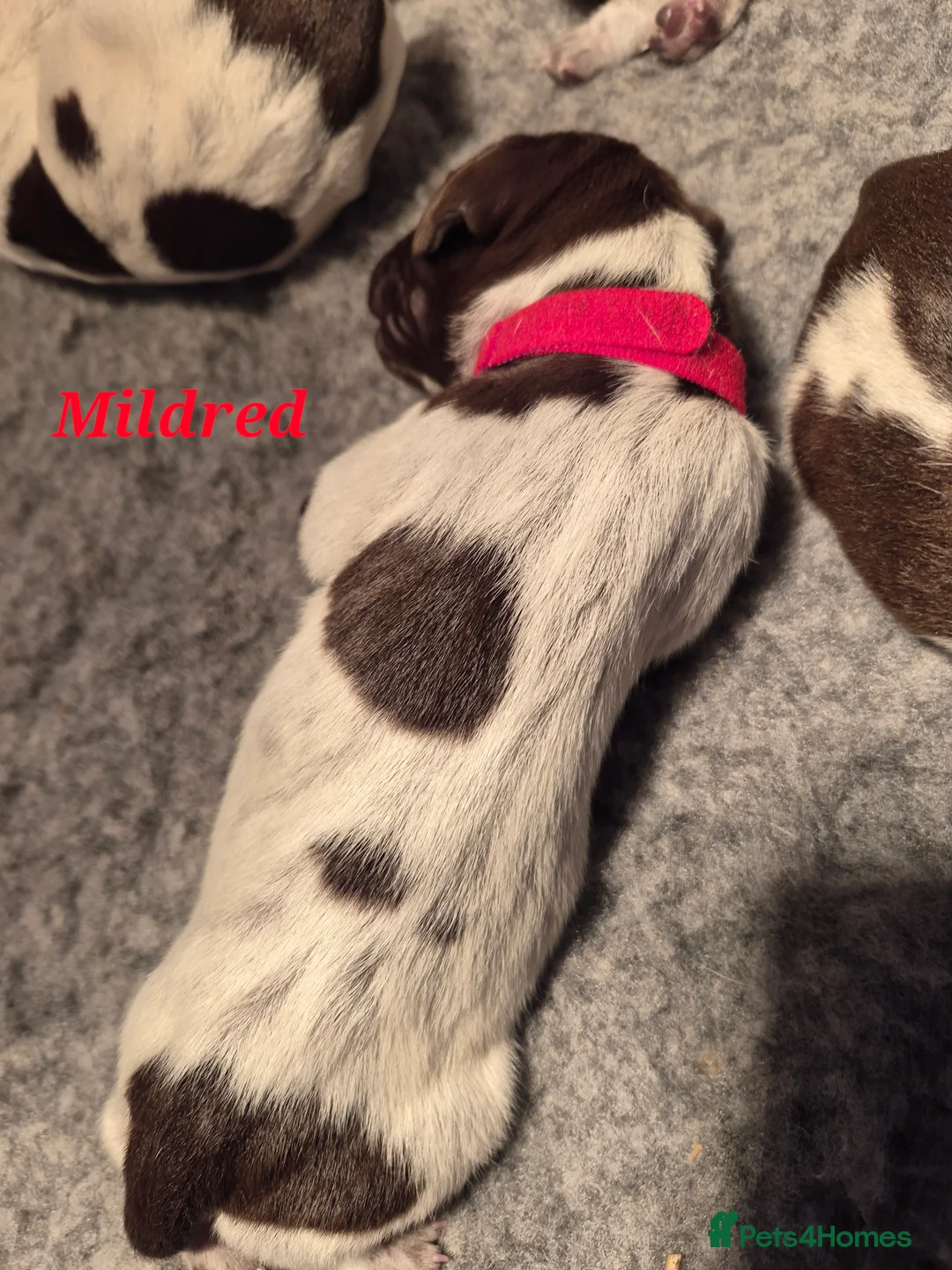 German Shorthaired Pointer dogs for sale: Strong superior Liver & White GSP puppies  in Carnforth - Advert 2