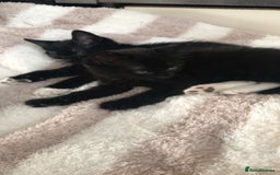 British Shorthair cats for sale: Two kittens  - Image 2