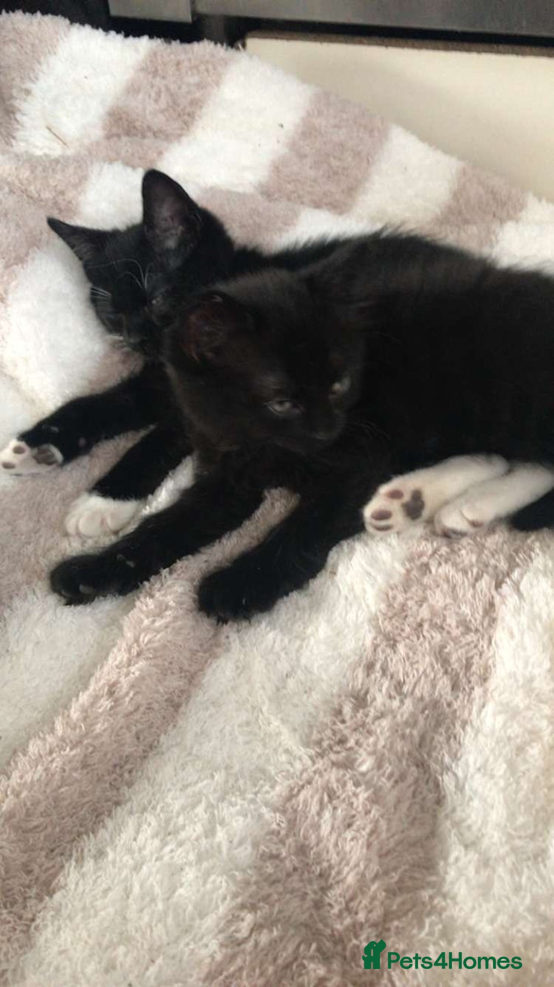 British Shorthair cats for sale: Two kittens  - Image 2